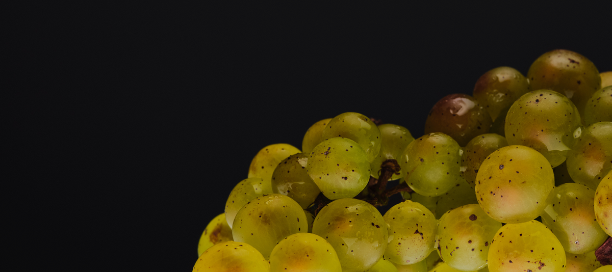 GRAPE SEED EXTRACT